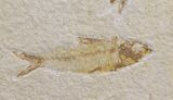 Bargain Knightia Fossil Fish Multiple - Wyoming #39436-2